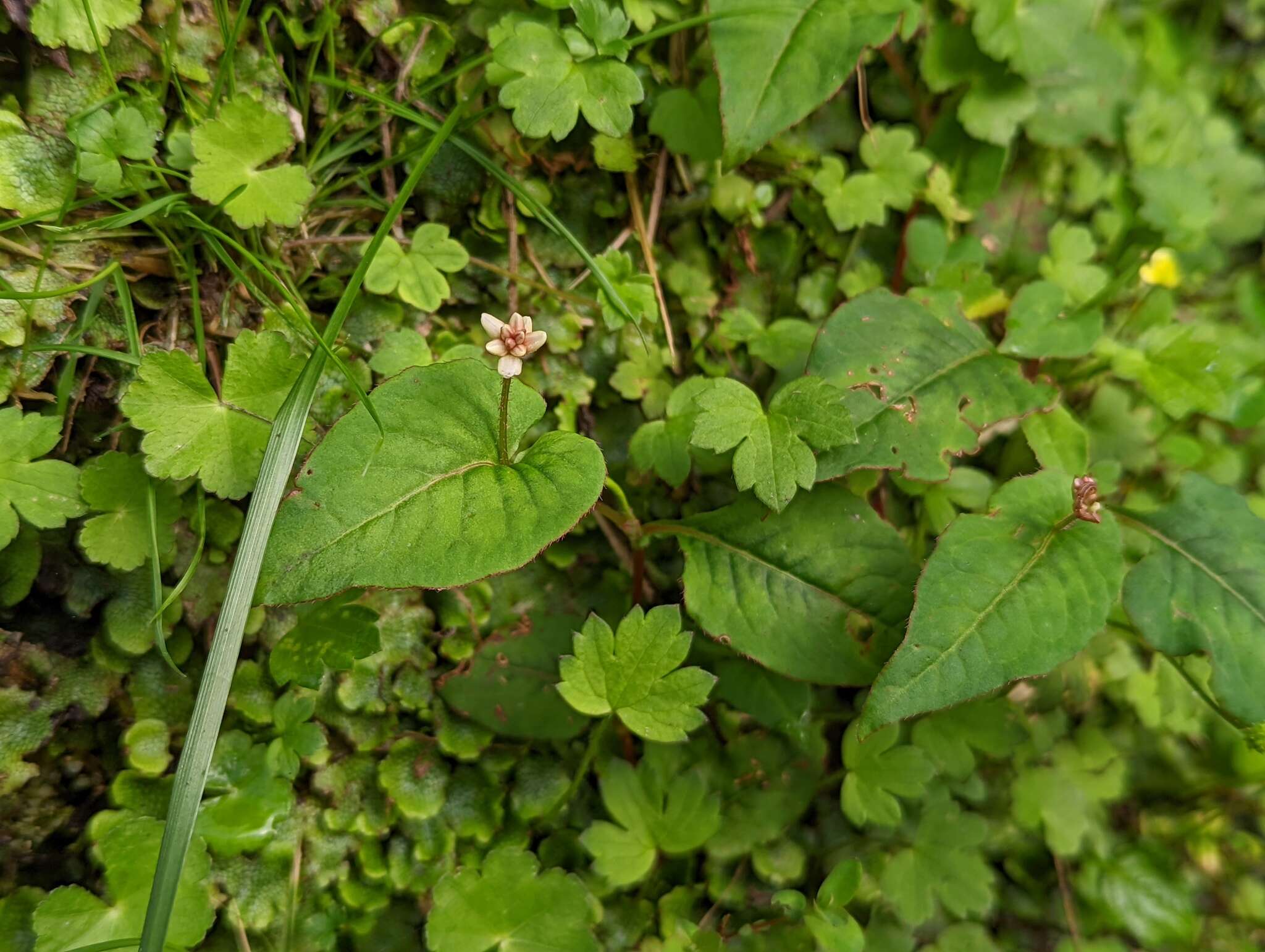 Sivun Persicaria pilushanensis (Y. C. Liu & C. H. Ou) C. F. Kuo ex T. C. Hsu & S. W. Chung kuva