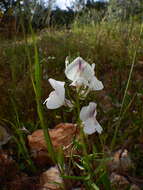 Image of Misopates calycinum (Vent.) Rothm.