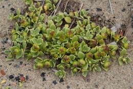 Image of seaside sandplant