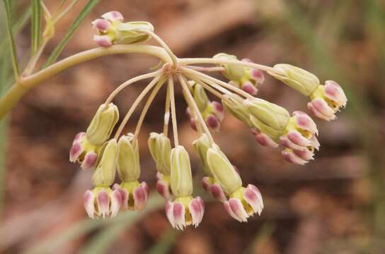 Image of slimpod milkweed