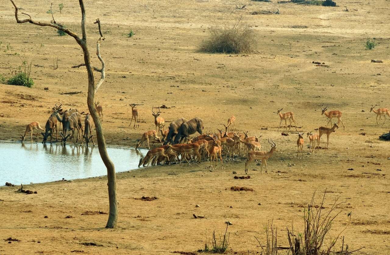 Image of Greater Kudu