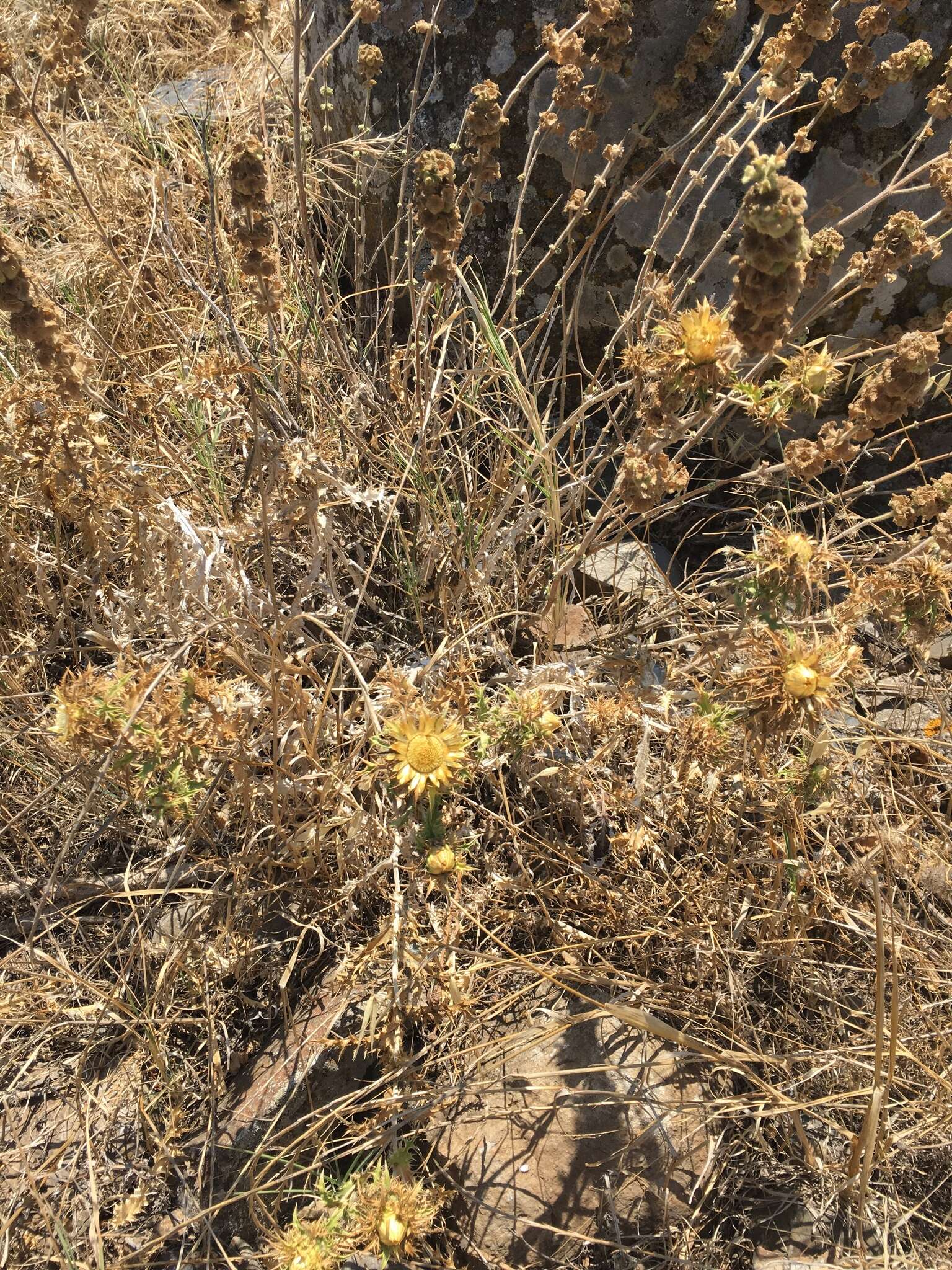 Image of Carlina libanotica Boiss.