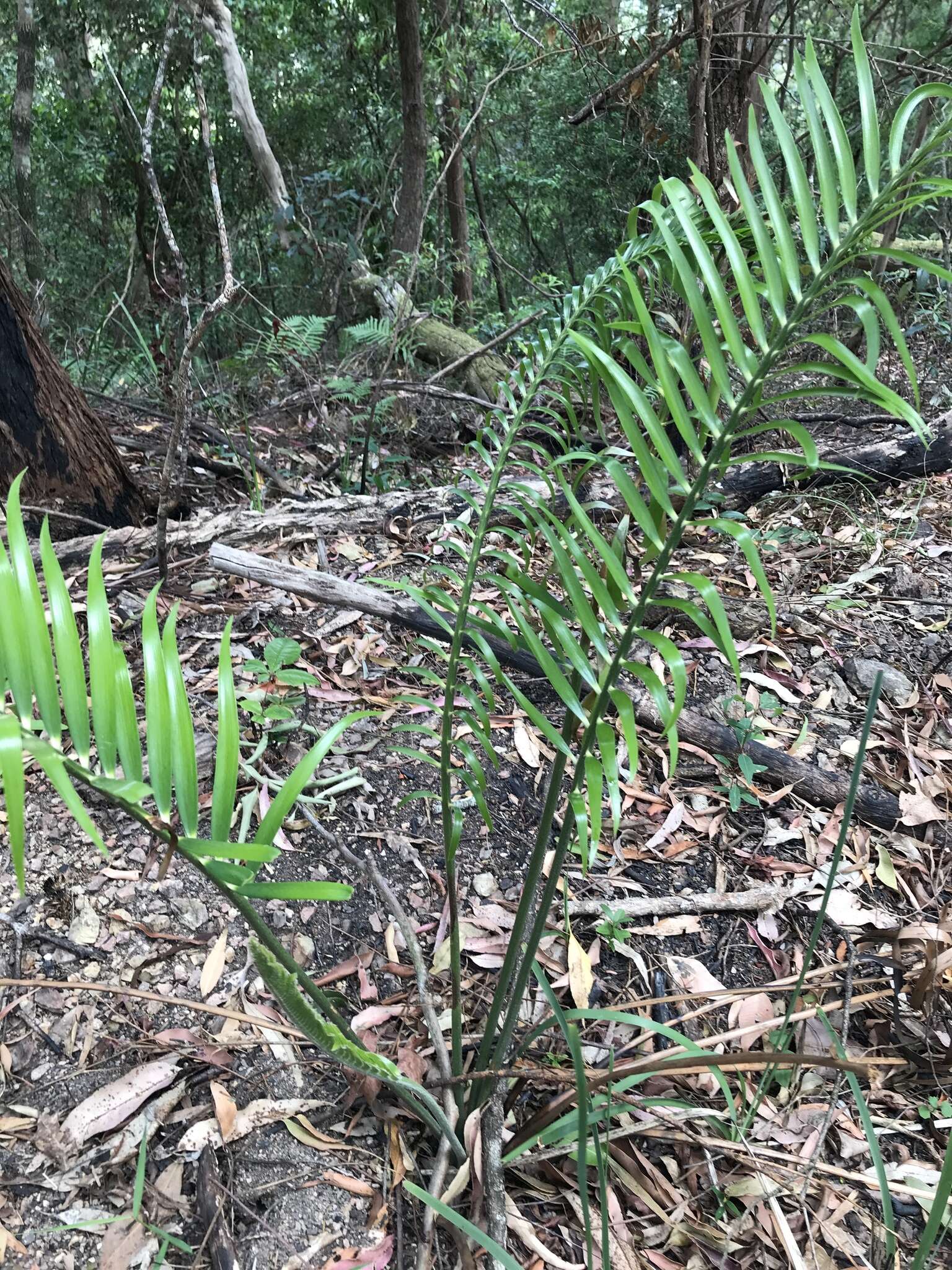 Image of Macrozamia lucida L. A. S. Johnson