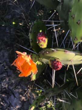 Opuntia rioplatense resmi