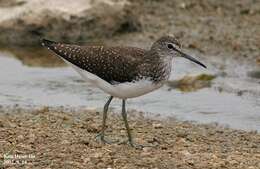 Image of Green Sandpiper