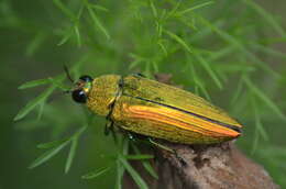 Image of Chrysochroa purpureiventris Deyrolle 1864