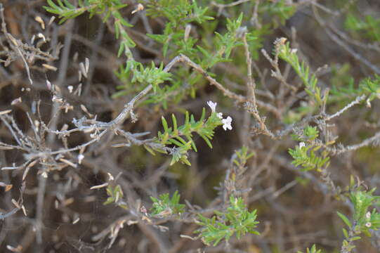 Image of Micromeria herpyllomorpha Webb & Berthel.