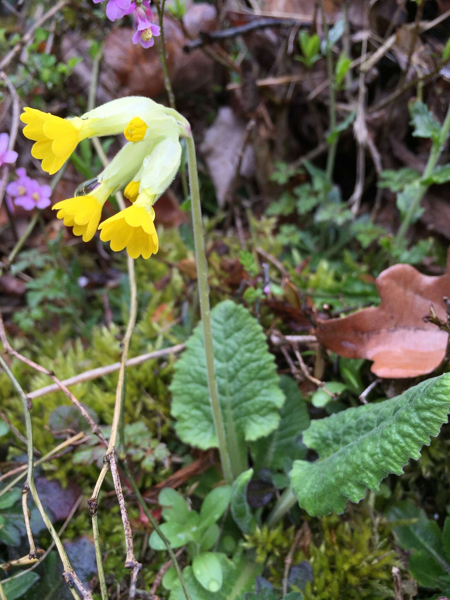 Image of Cowslip