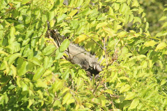 Image of Iguana iguana melanoderma