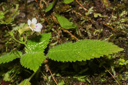 Image of Diastema racemiferum Benth.