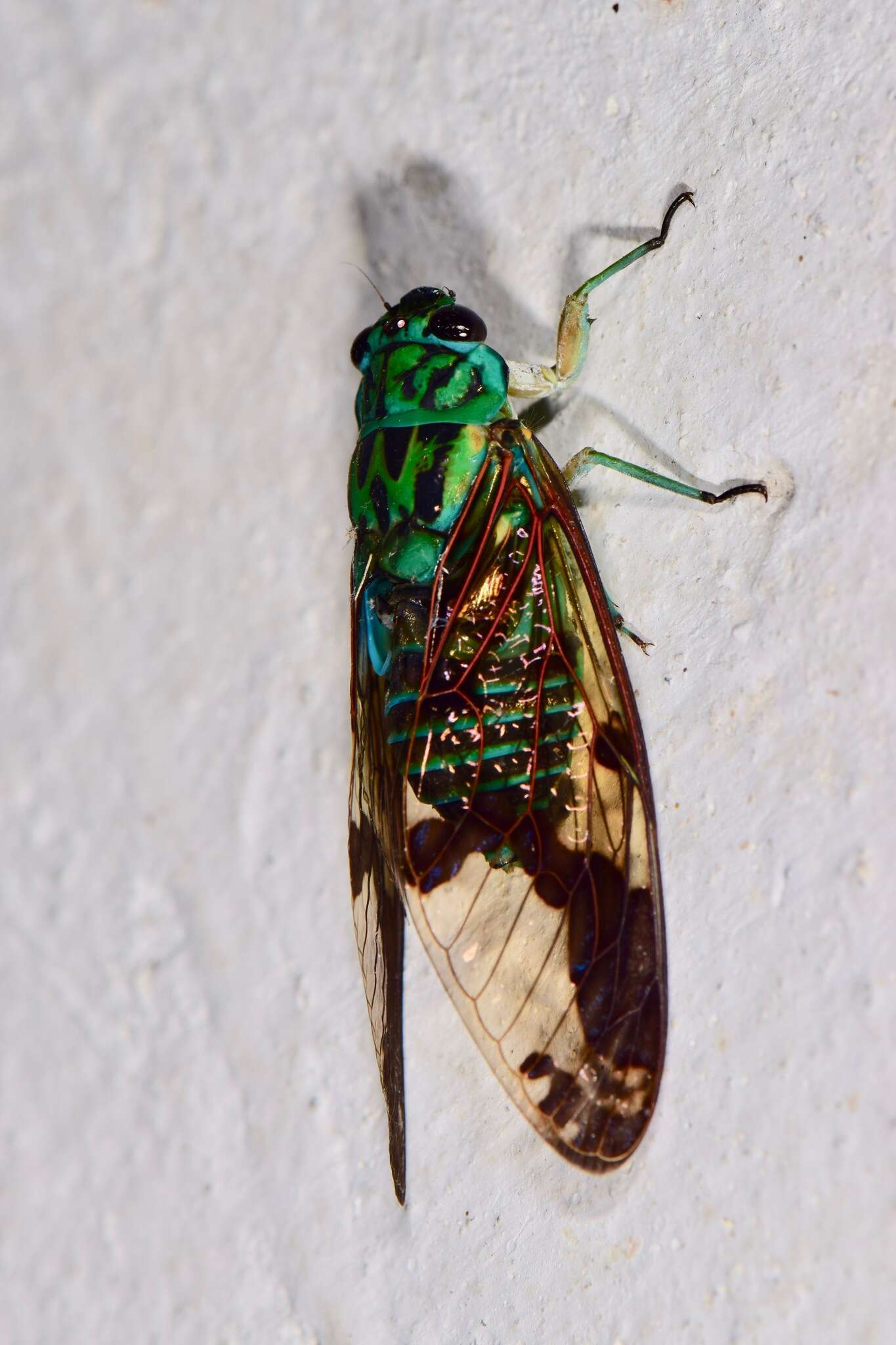 Image of Zammara calochroma Walker & F. 1858