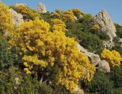 Image of Mt. Etna broom