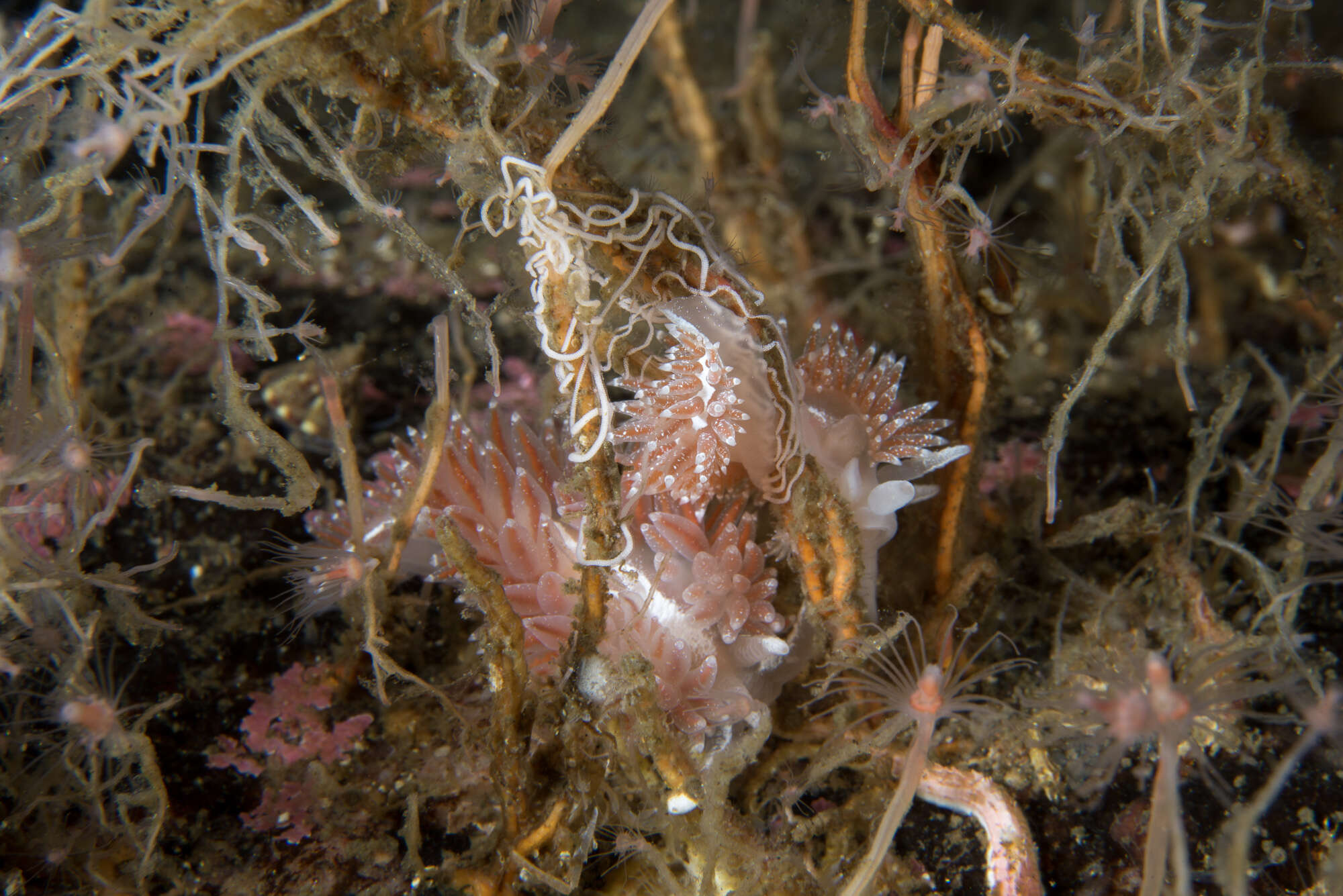 Coryphella orjani (Korshunova, Martynov, Bakken, Evertsen, Fletcher, Mudianta, Saito, Lundin, Schrödl & Picton 2017) resmi