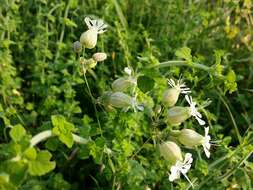 Image of Bladder Campion