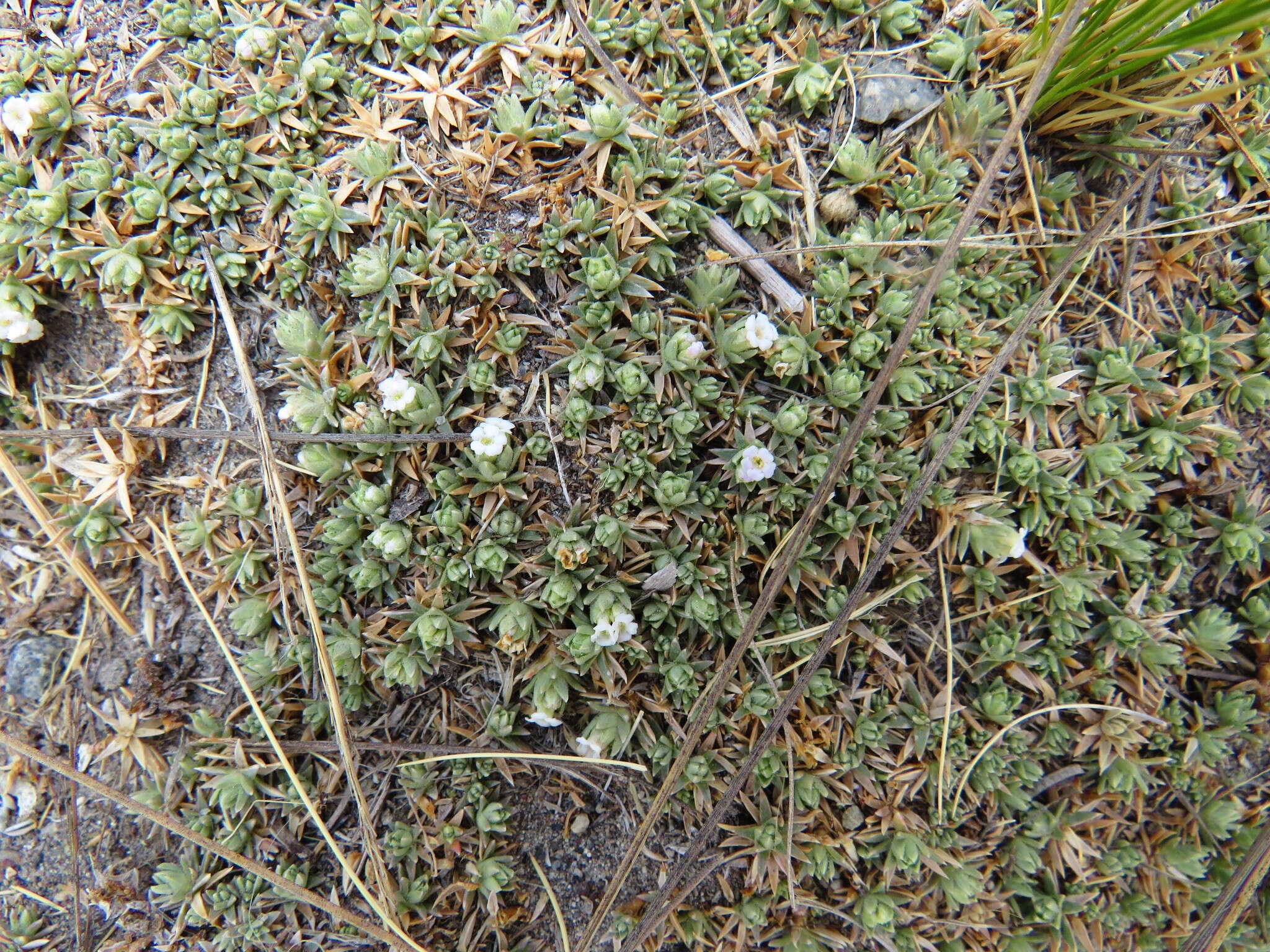 Image of Junellia minima (Meyen) Moldenke