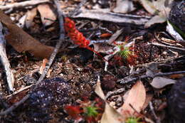 Image of Drosera barbigera Planch.