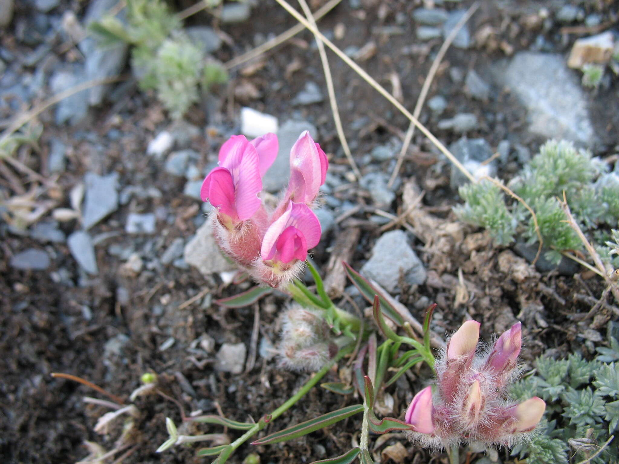 Plancia ëd Oxytropis stenophylla Bunge