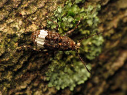 صورة Eurymycter fasciatus (Olivier 1795)