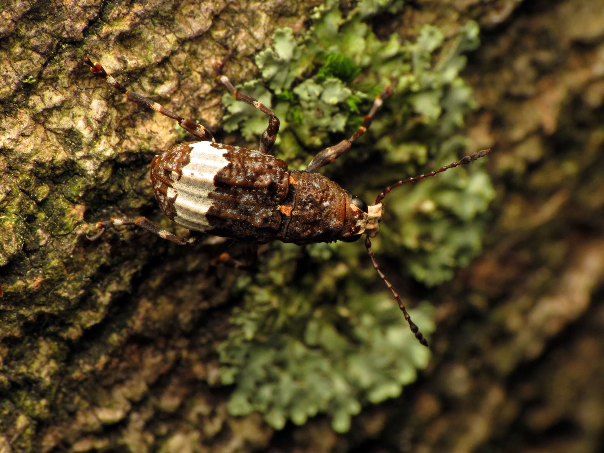 Imagem de Eurymycter fasciatus (Olivier 1795)