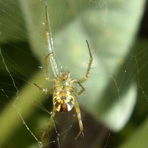 Image of Lined Orbweaver