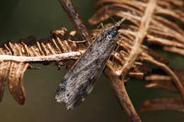Image of Narrow-winged Grey