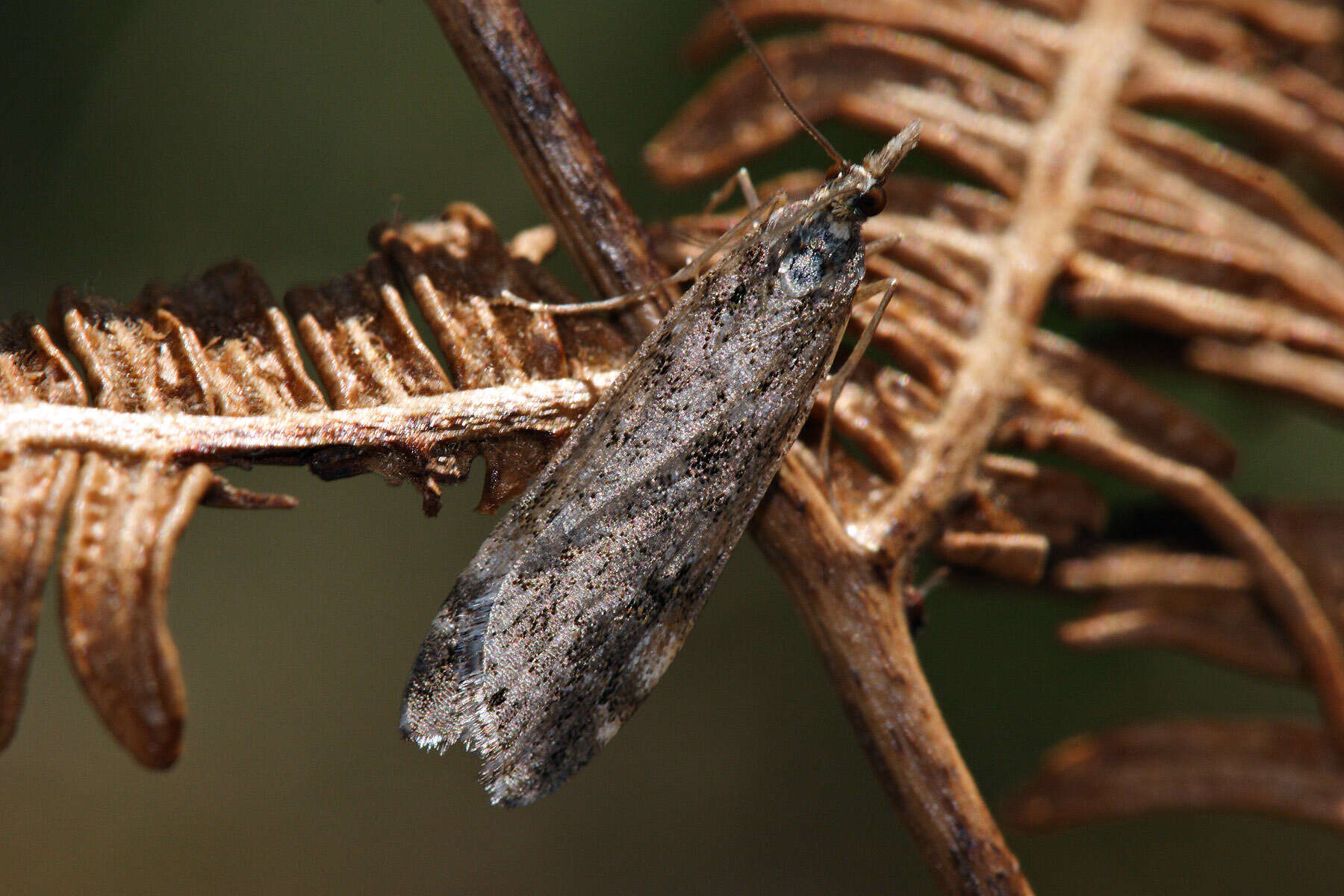 Image of Narrow-winged Grey