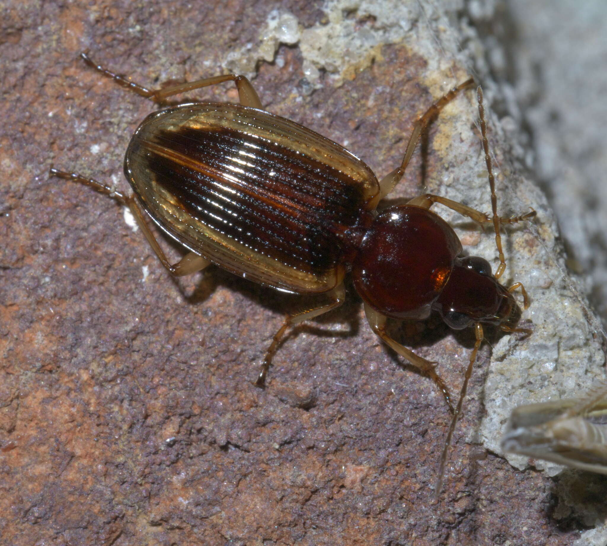 Image of Agonum (Olisares) pallipes (Fabricius 1787)