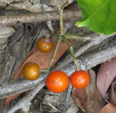 Image of Tetrastigma thorsborneorum B. R. Jackes