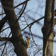 Image of Eurasian Green Woodpecker