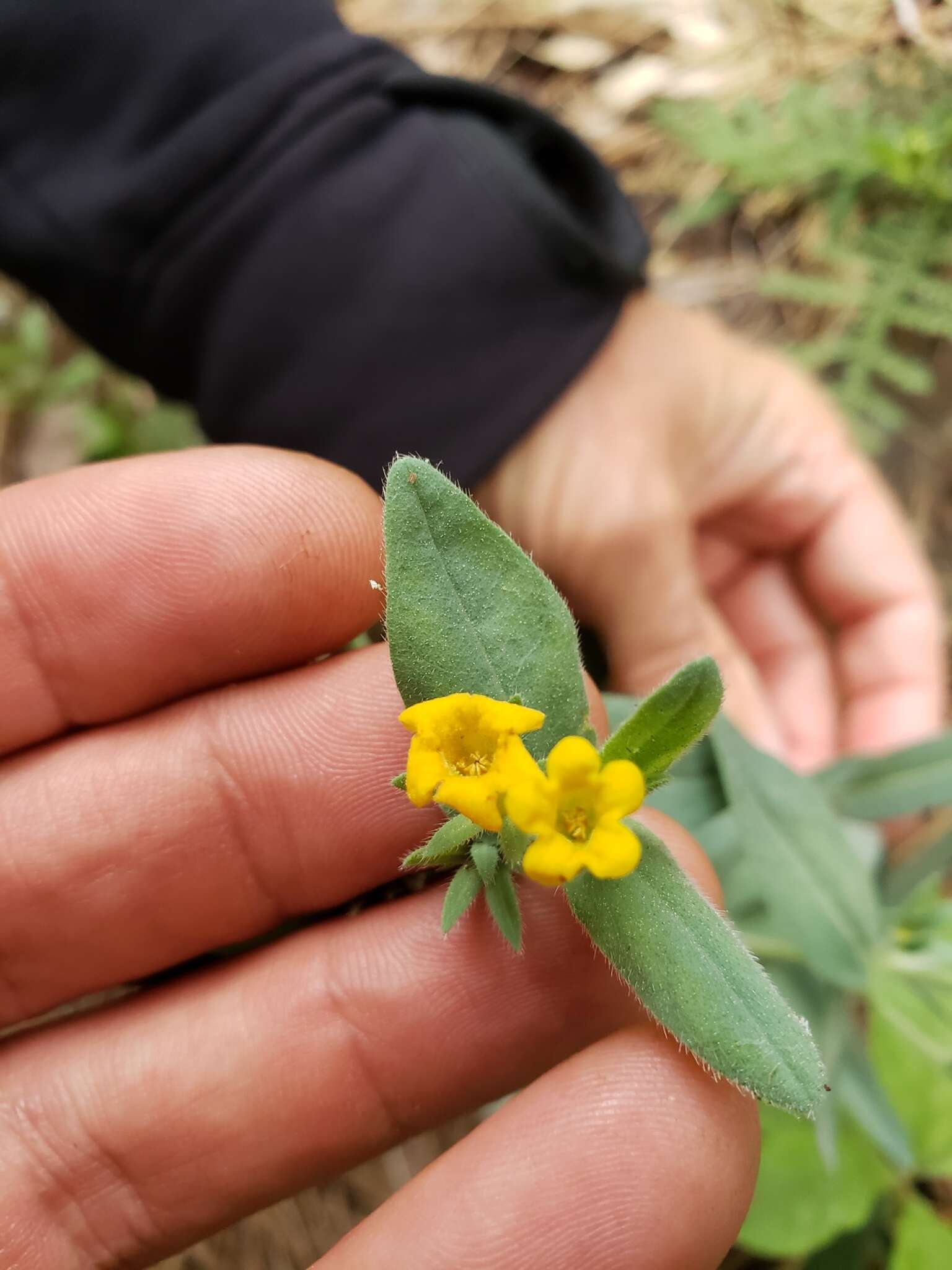 Image of California stoneseed