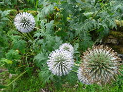 Image of Echinops bannaticus Rochel ex Schrad.