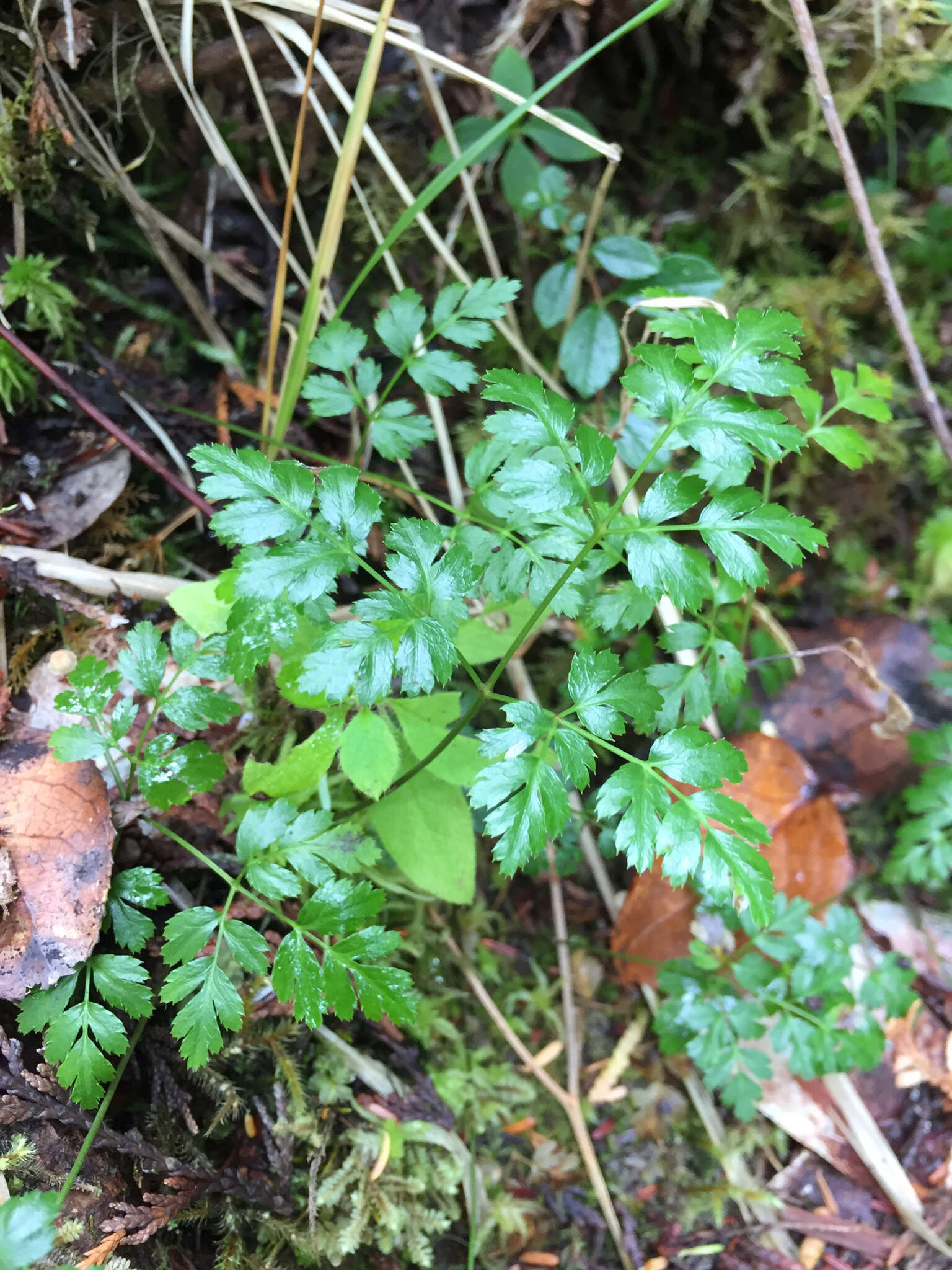 Image of Fern-Leaf Goldthread