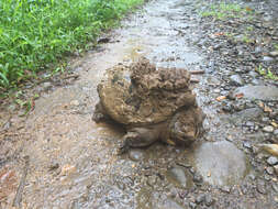 Image of South American snapping turtle