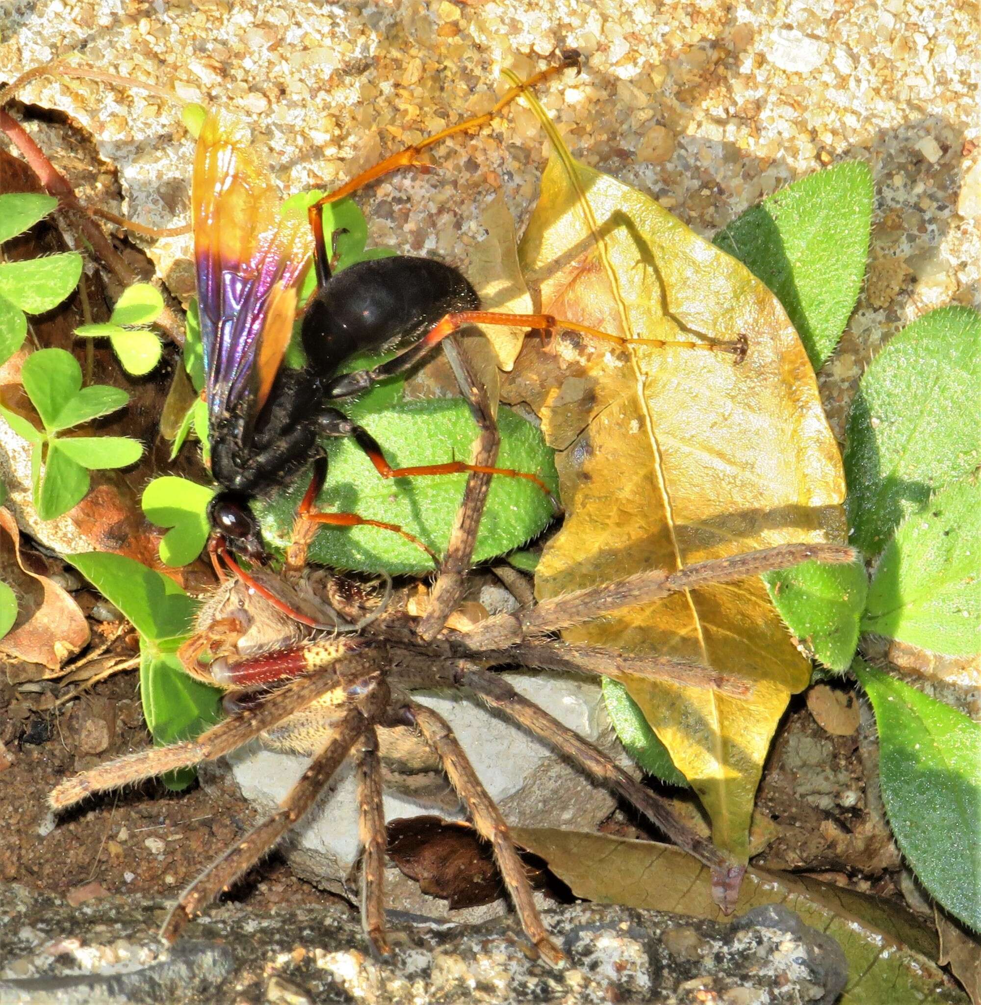 Image de Java caroliwaterhousei (Cameron 1910)