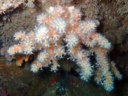 Imagem de Alcyonium glomeratum (Hassall 1843)