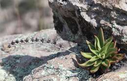 Imagem de Echeveria schaffneri (S. Wats.) Rose