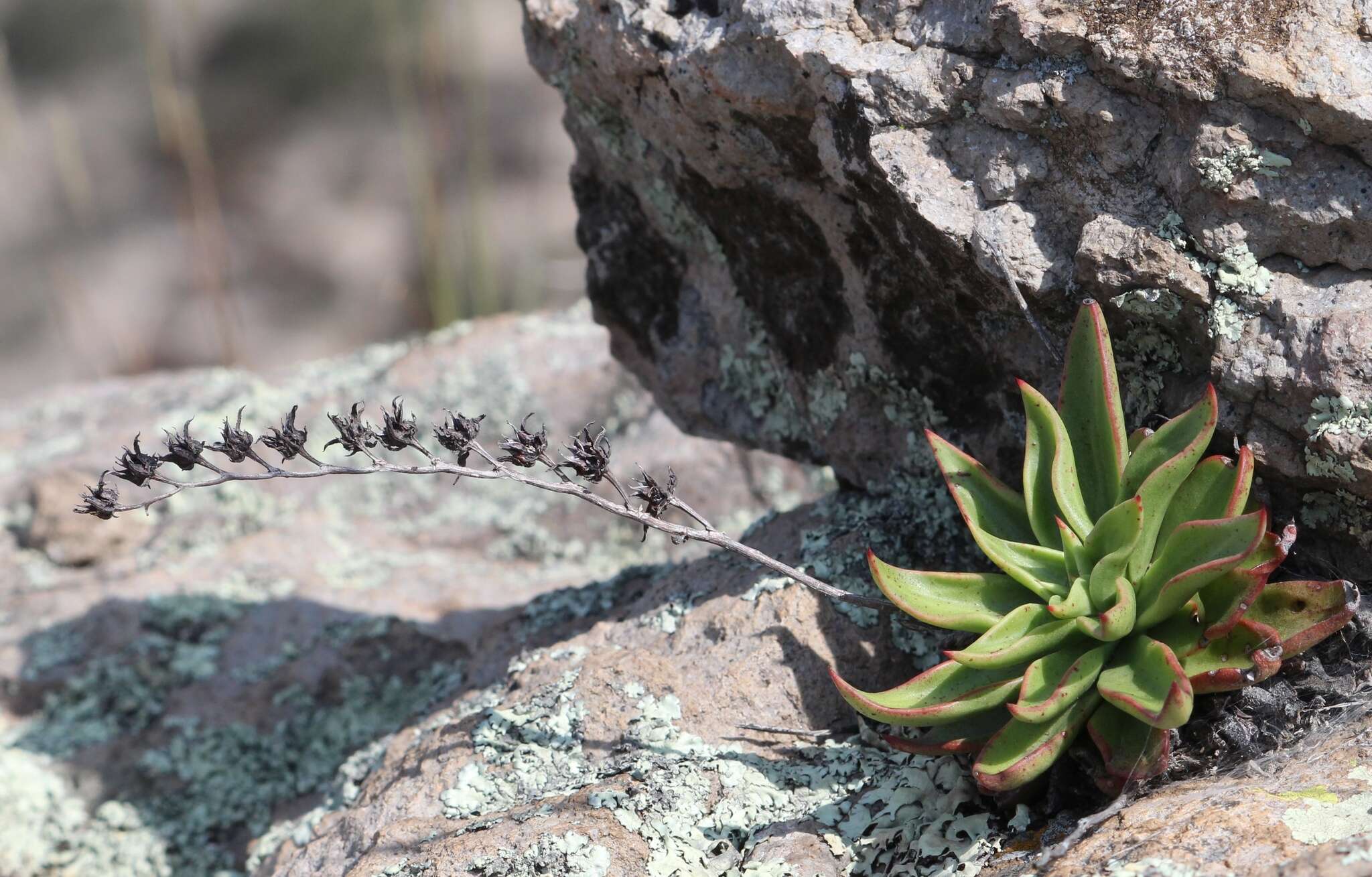 Imagem de Echeveria schaffneri (S. Wats.) Rose