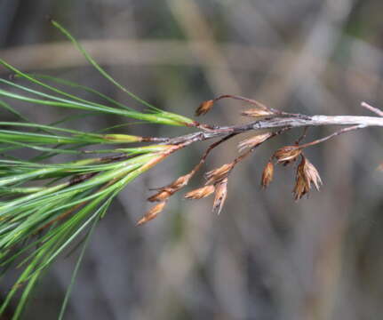 Image of Dracophyllum lessonianum A. Rich.