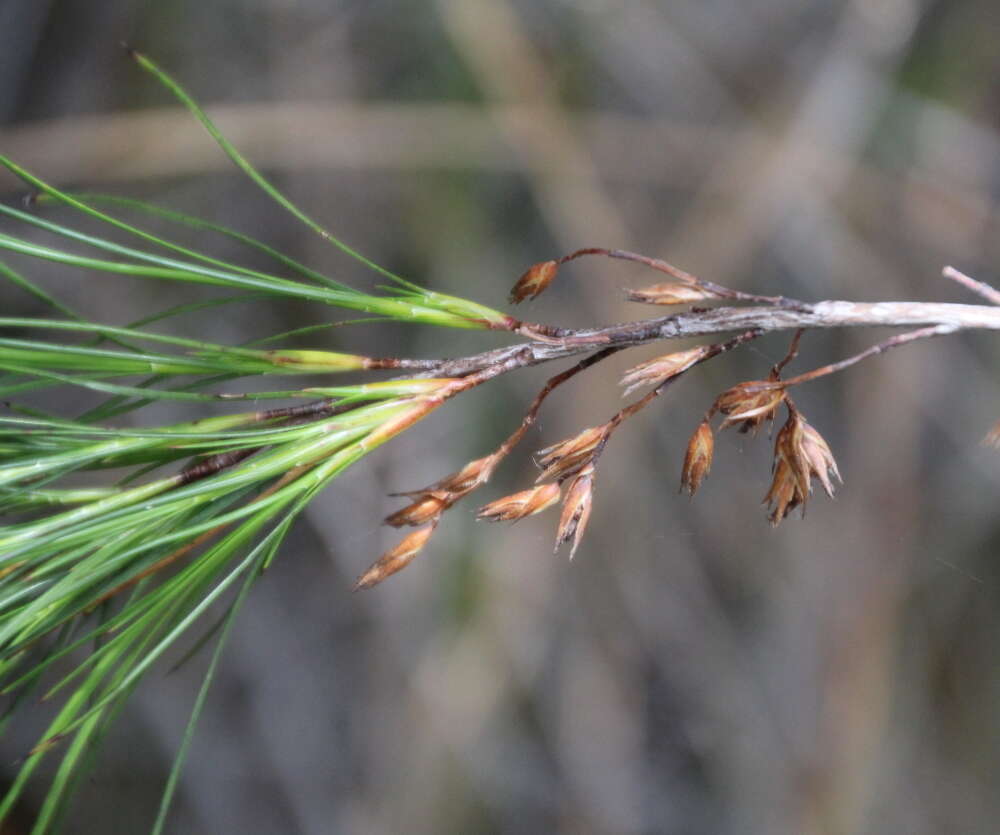 Image of Dracophyllum lessonianum A. Rich.