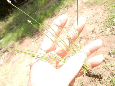 Image of Sand Spike-Rush