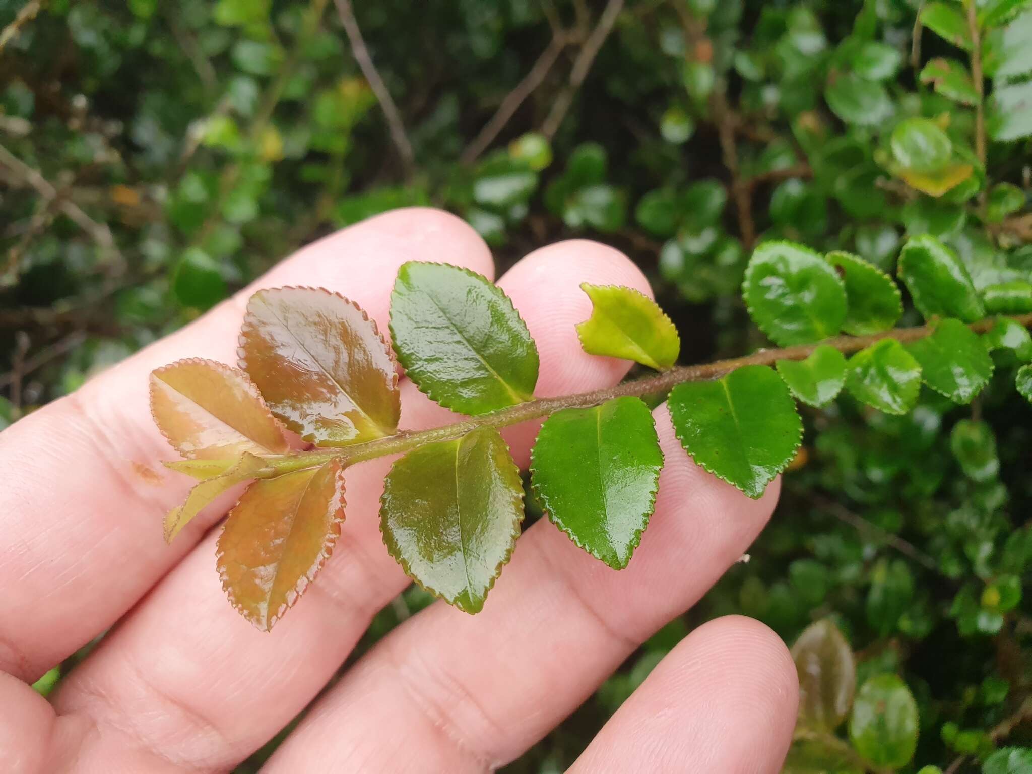 Image de Eurya crenatifolia (Yamamoto) Kobuski