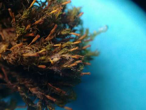 Image of orthotrichum moss