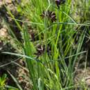 Image of Schizoglossum stenoglossum subsp. latifolium F. K. Kupicha