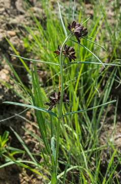 Schizoglossum stenoglossum Schltr.的圖片