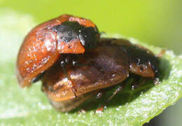 Sivun Chrysomela (Macrolina) schaefferi Brown 1956 kuva