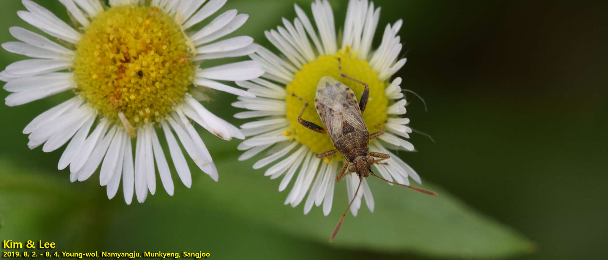 Plancia ëd Stictopleurus minutus Blöte 1934