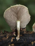 Image de Pholiota polychroa (Berk.) A. H. Sm. & H. J. Brodie 1935