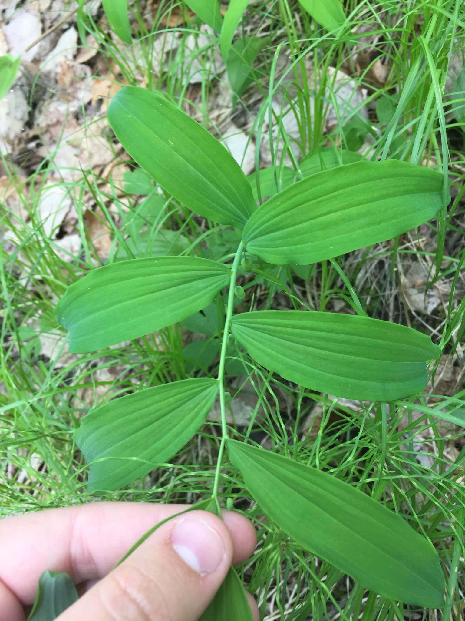 Polygonatum pubescens (Willd.) Pursh resmi