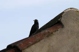 Image of Sturnus vulgaris granti Hartert 1903