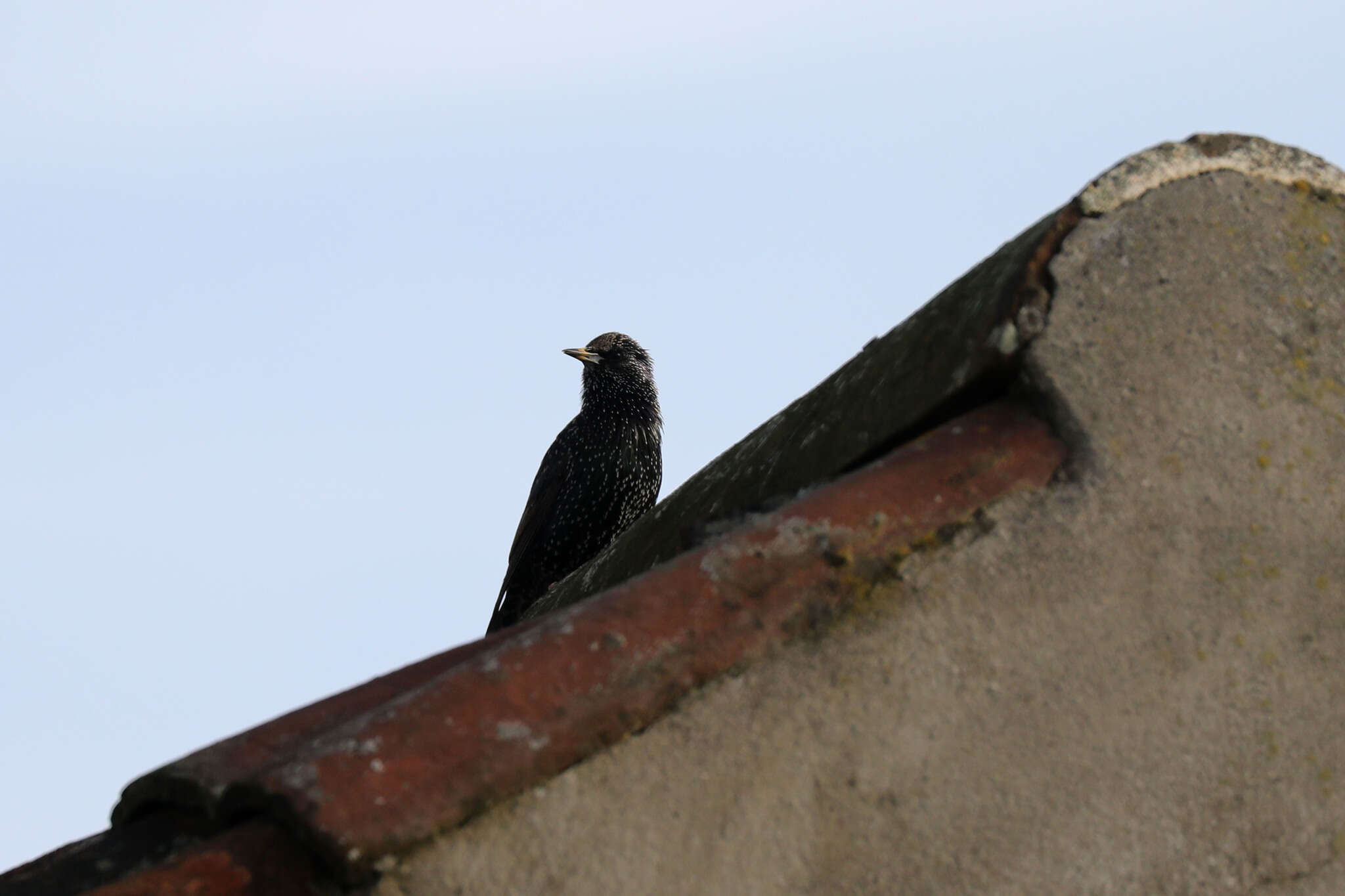 Sivun Sturnus vulgaris granti Hartert 1903 kuva